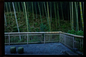 Bamboo Grove