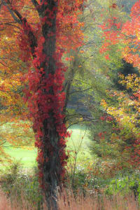 from Autumn series P2024020