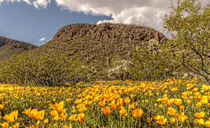Spring Poppy's