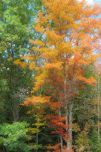 from Autumn series P2024024