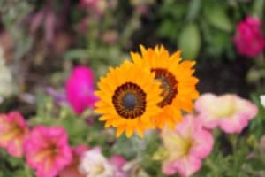 Sunshine and Flowers