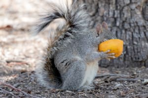 Shy Squirrel