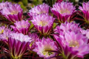 Cactus Flowers 2658