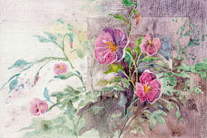 Mexican Primrose