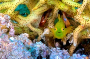 Goby, Philippines