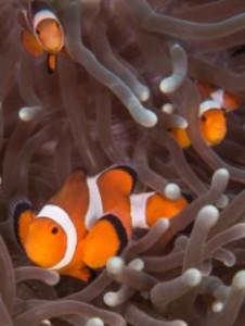 False Anemonefish, Raja Ampat, Indonesia   