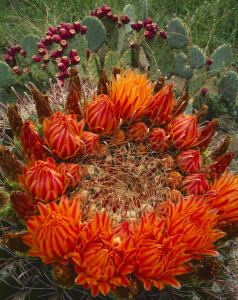 Barrel Cactus Blossoms