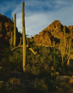 Tucson Mountain Park