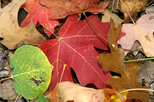 Fall
