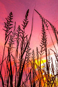 Pink Sunset