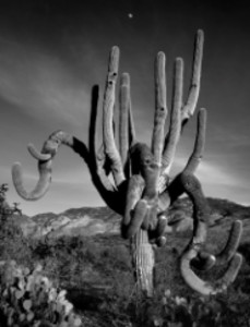 Moonrise Above Towering Saguaro, Vail, Arizona   