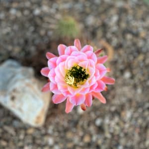 Cactus Flower