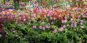 Keukenhof Tulips   