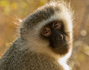 Vervet Monkey