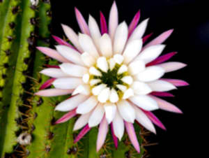Trico-cereus, Colonia del Sol