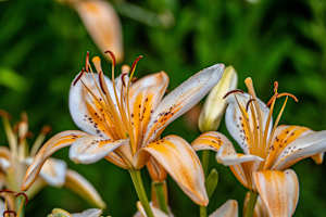 Tiger Lily