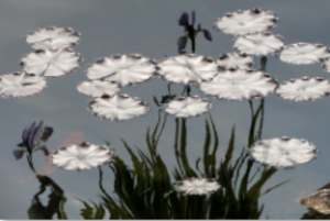 White Waterlies 2 from Moments of Reflection Series