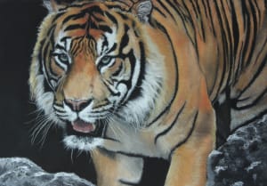 Pacing Tiger