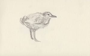 Gangly gull chick
