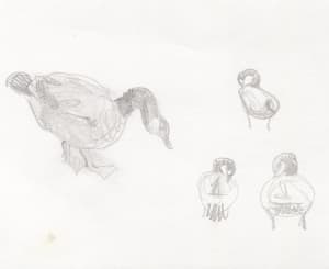 Goose sketches