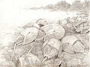 Horseshoe Crabs Spawning