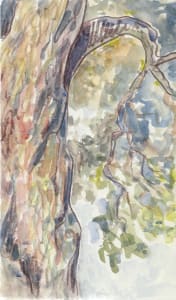 The red oak