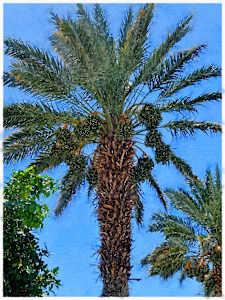 Date Palm