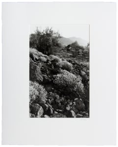 Untitled (#145 Organ Pipe National Monument, AZ)