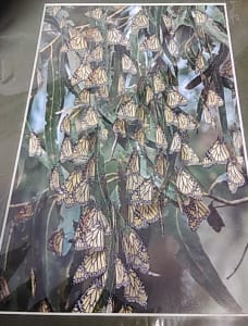 Migrating Monarch Butterflies