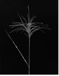 Zebra Grass | Blandinsville, IL