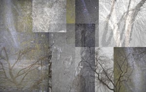 Winter Trees