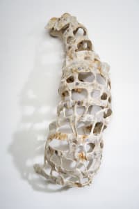 Carapace