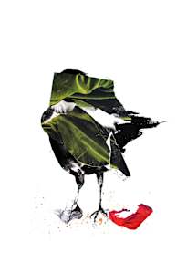 Crow