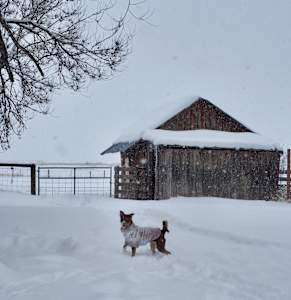 Snow Day