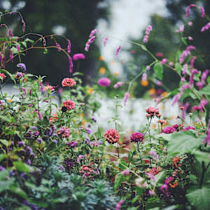 Hillwood in June