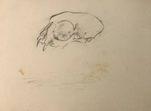 Pencil Skull