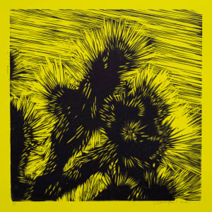 Joshua Tree 8-14-2021 Proof 2