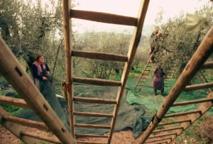 Olive harvest, Italy