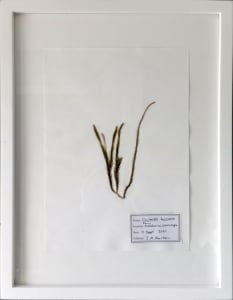 Caulerpa #1