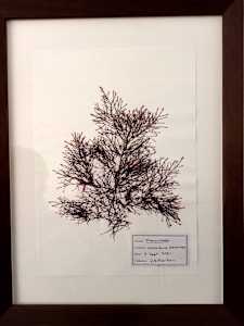 Pterocladia #2