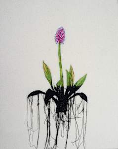 Swamp Pink (imperiled s2)