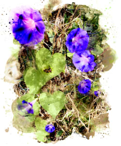 Susan's Morning Glories