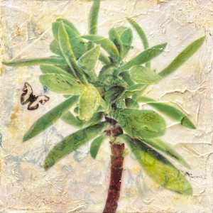 Doily Crassula (Crassula dejecta)