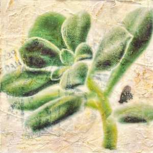 White Chenille Plant (Echeveria pulvinata 'Frosty')