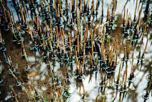 Untitled (Water Plants)