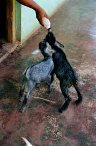 Untitled (Two Goats)