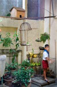 Untitled (The Parrot)