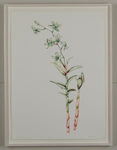 Orchids I