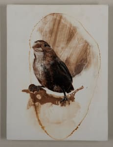 Natural Selection - Finch