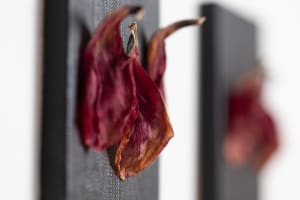 Hommage To the Dutch